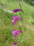 Gladiolus italicus