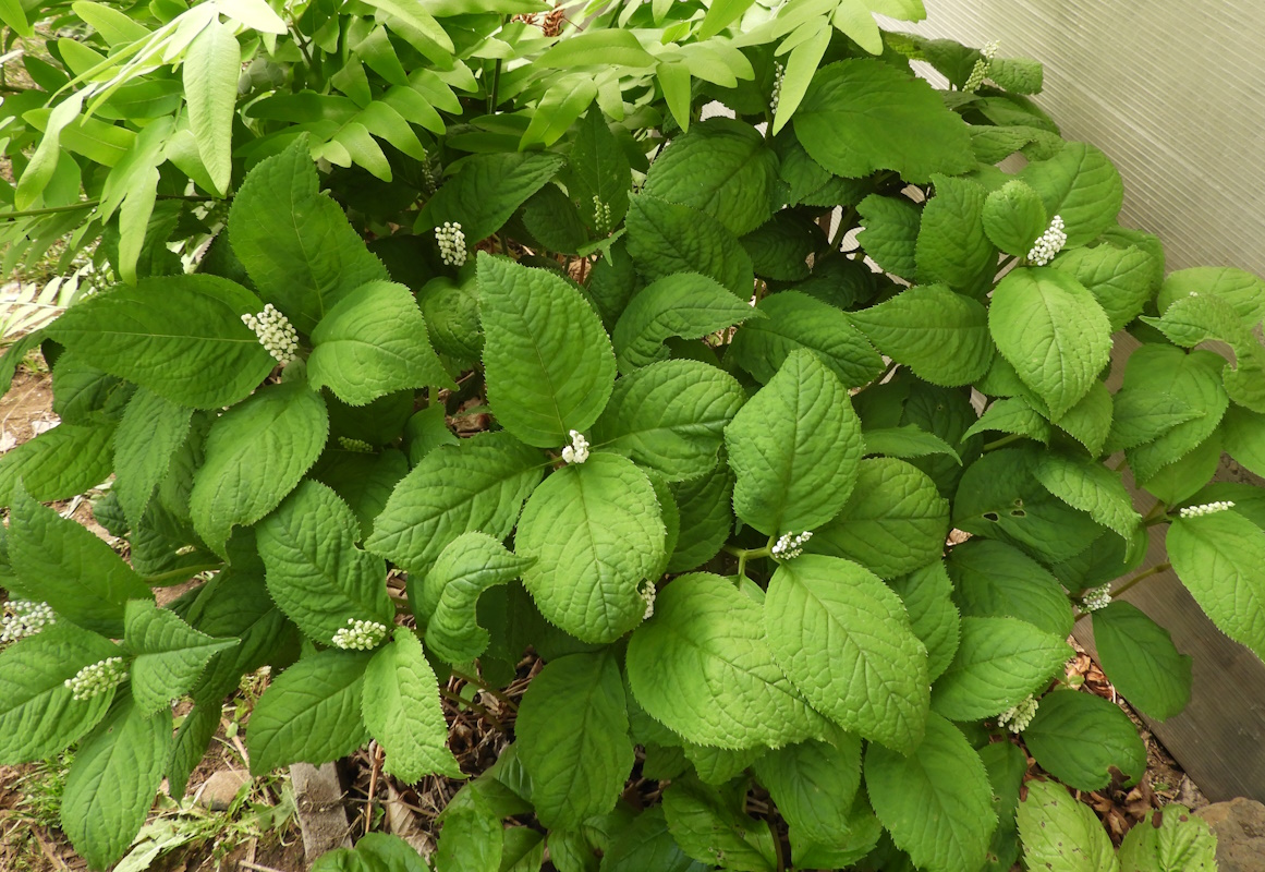 Изображение особи Chloranthus serratus.