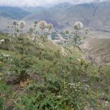 Echinops sphaerocephalus. Цветущие растения. Кабардино-Балкария, Черекский р-н, окр. с/п Верхняя Балкария, левый борт долины р. Хашхасу, ≈ 2100 м н.у.м., мелкощебнистая осыпь из ожелезнённого песчаника. 31.07.2024.