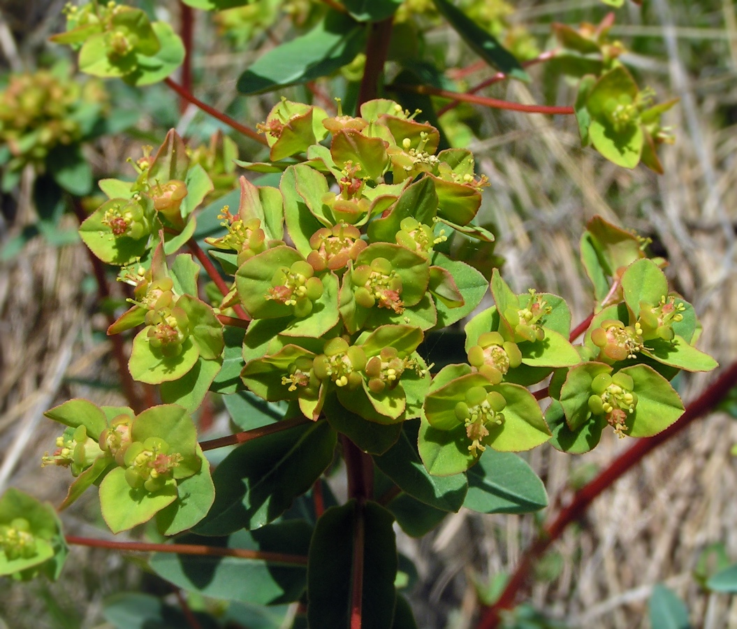 Image of Euphorbia alpina specimen.