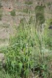 View full-size image genus Scrophularia