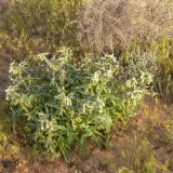 View full-size image Onosma setosa