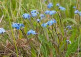 View full-size image Myosotis asiatica