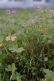View full-size image Geranium molle