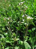 Смотреть изображение Cerastium glomeratum