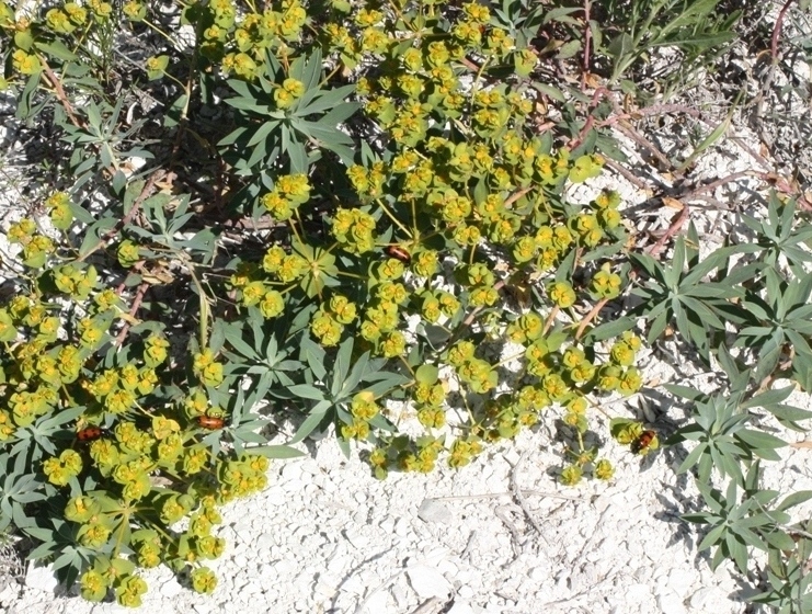 Image of Euphorbia glareosa specimen.