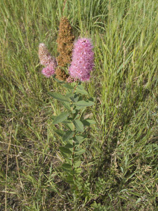 Image of Spiraea &times; billardii specimen.