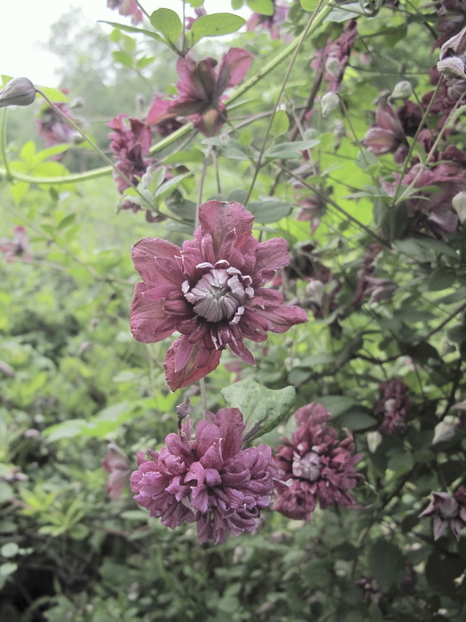 Image of Clematis viticella specimen.