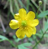 Ranunculus repens. Аномальный цветок с 8 лепестками. Архангельская обл., Вельский р-н, у пересохшего ручья. 13.07.2011.