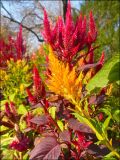 Celosia argentea