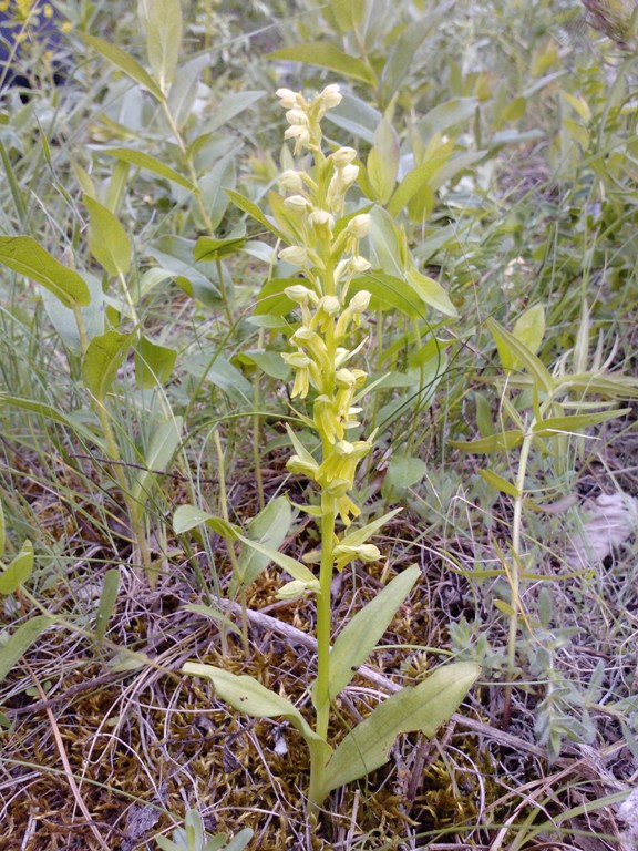 Изображение особи Dactylorhiza viridis.