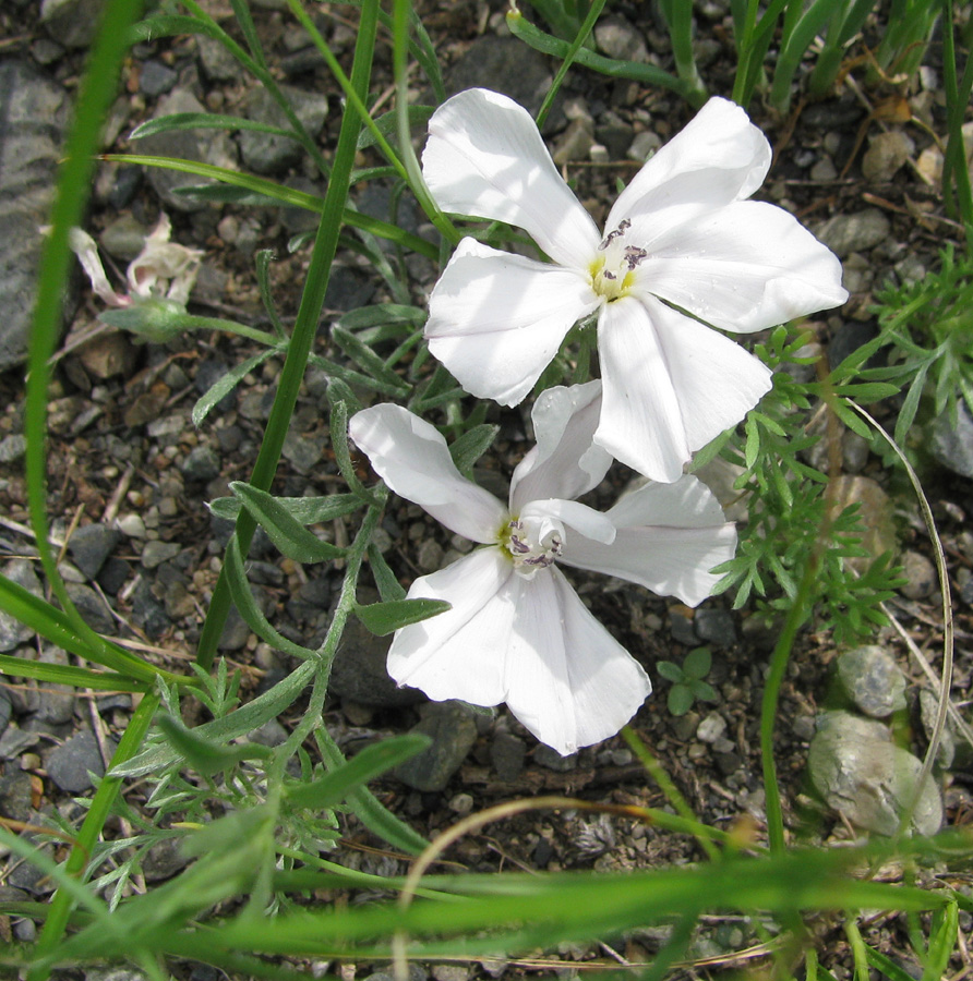 Изображение особи Convolvulus ammannii.