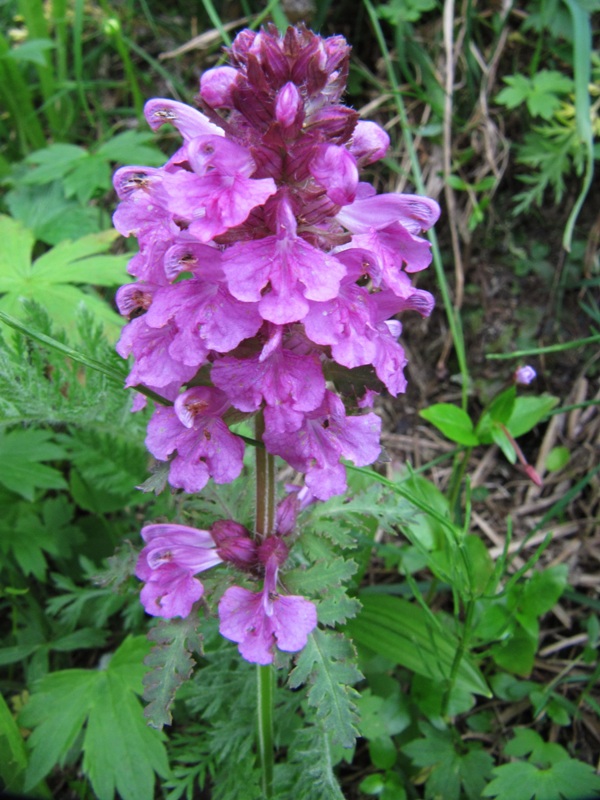 Изображение особи Pedicularis macrochila.