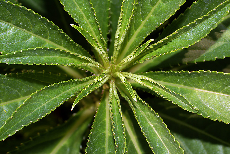 Image of Impatiens balsamina specimen.