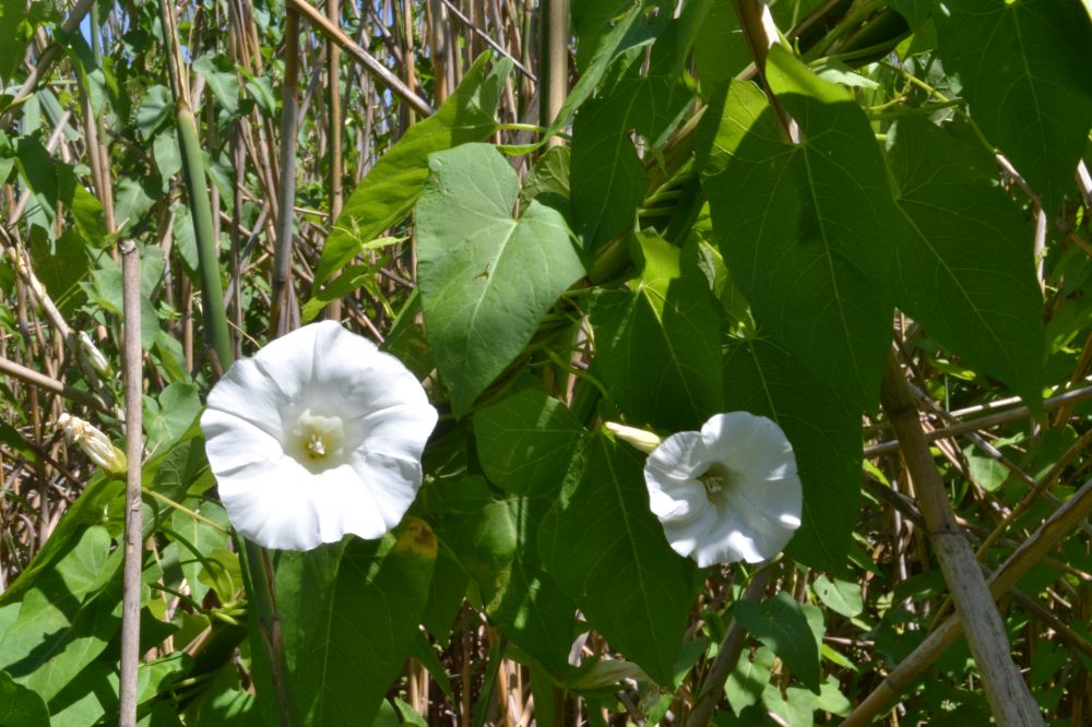 Изображение особи Calystegia sepium.