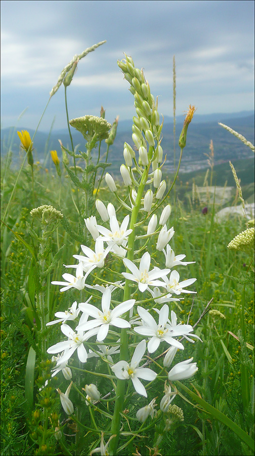 Image of Ornithogalum ponticum specimen.