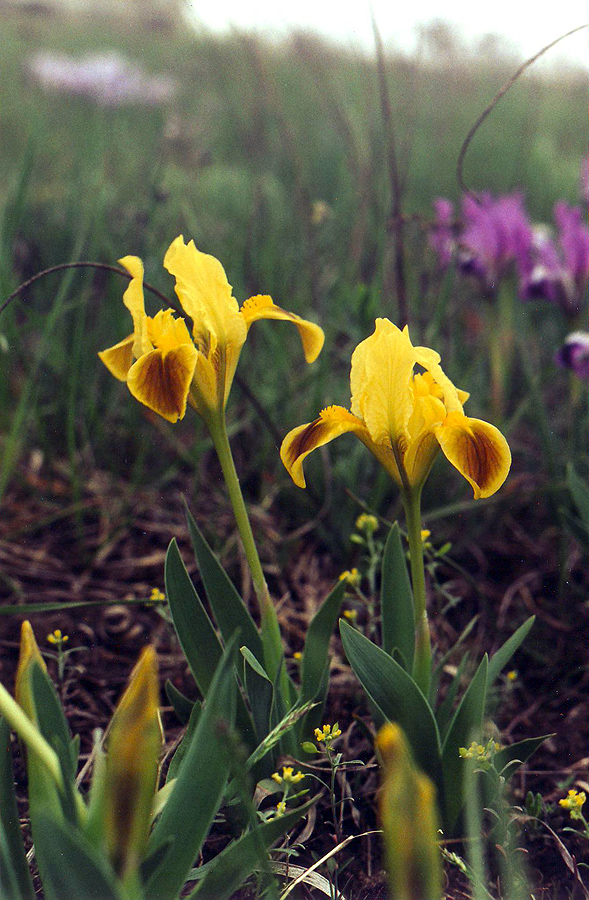 Изображение особи Iris pumila.