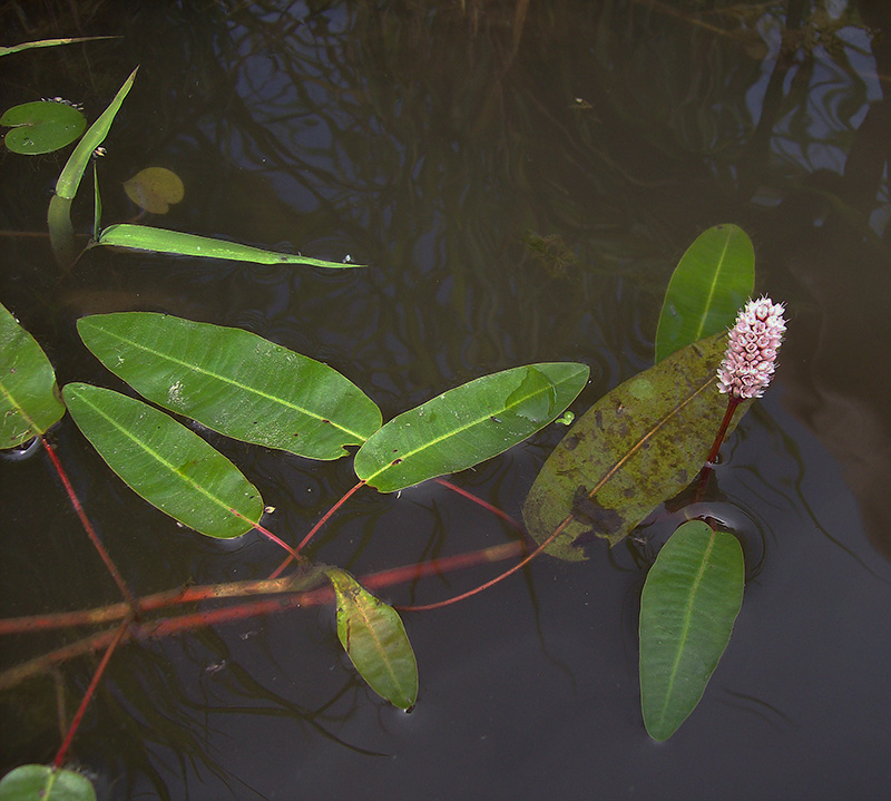 Изображение особи Persicaria amphibia.