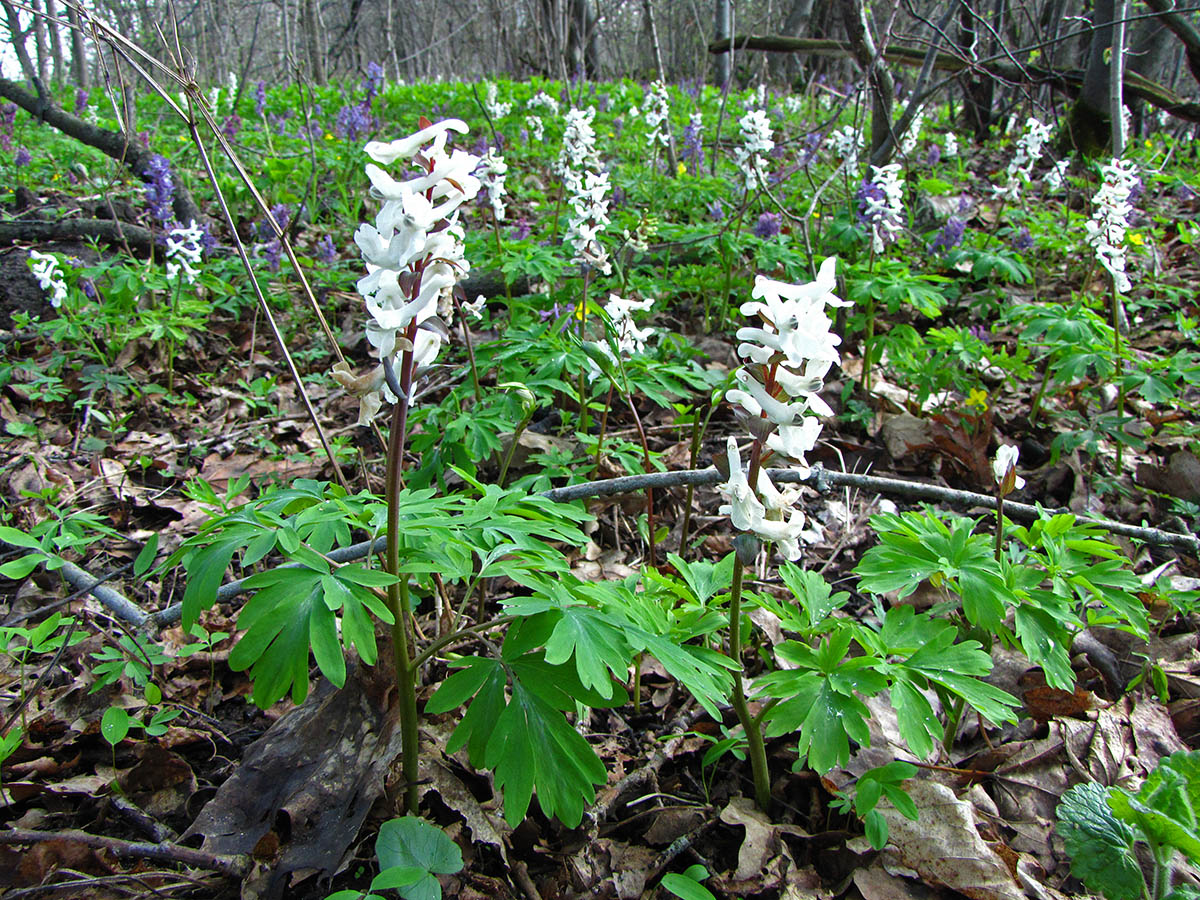 Изображение особи Corydalis cava.