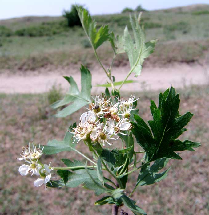 Image of Crataegus songarica specimen.