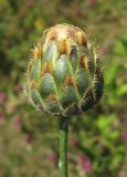 Centaurea rigidifolia. Нераскрывшееся соцветие. Крым, Белогорский р-н, окр. с. Земляничное, у дороги. 23 июня 2012 г.