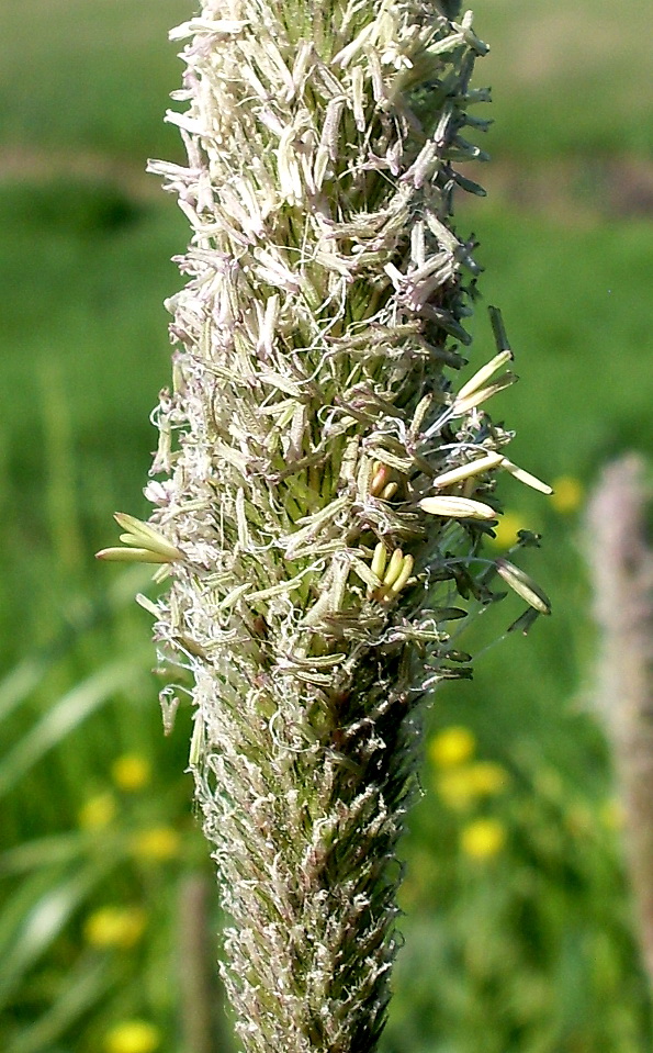 Image of Alopecurus arundinaceus specimen.