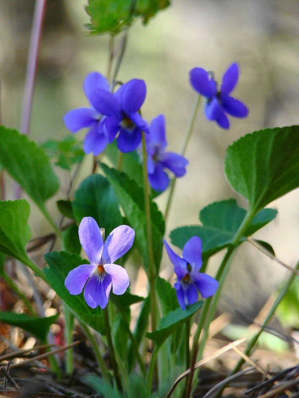 Изображение особи Viola ambigua.