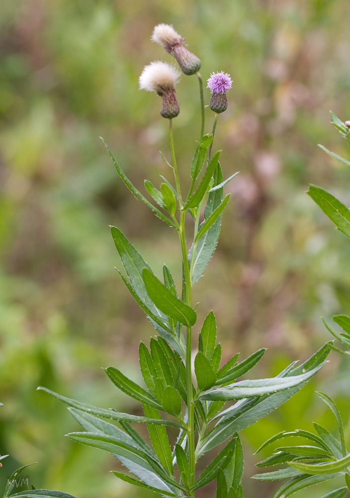 Изображение особи Cirsium setosum.