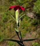 Dianthus mainensis
