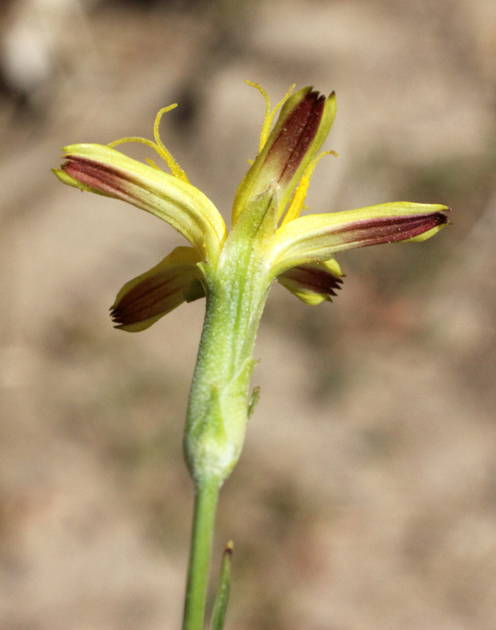 Изображение особи Scorzonera turkestanica.