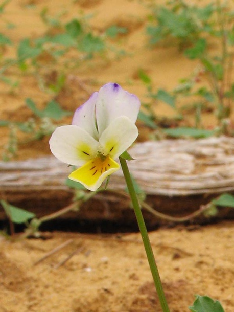 Image of Viola &times; contempta specimen.