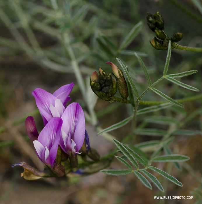 Image of Astragalus subuliformis specimen.