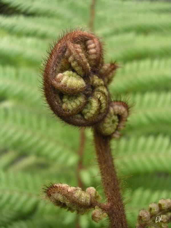 Image of Dicksonia squarrosa specimen.