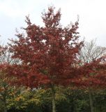 Quercus palustris. Крона молодого дерева с листьями в осенней окраске. Германия, г. Кемпен, в озеленении улицы. 26.10.2012.