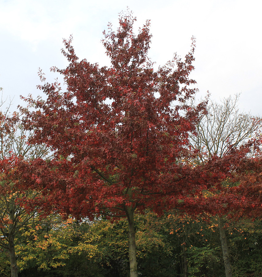 Изображение особи Quercus palustris.