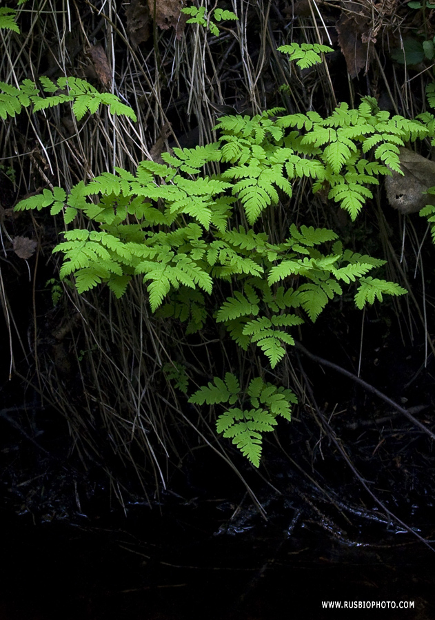 Image of Gymnocarpium dryopteris specimen.