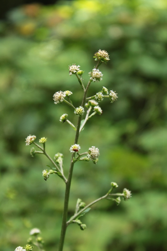 Image of Adenocaulon adhaerescens specimen.