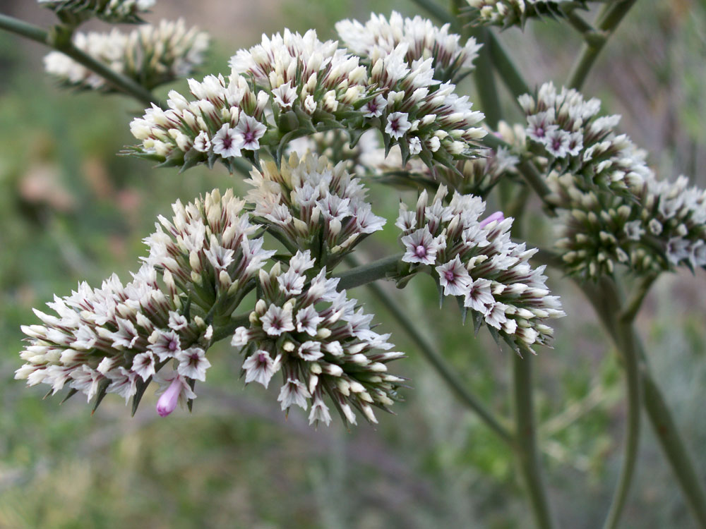 Image of Goniolimon eximium specimen.