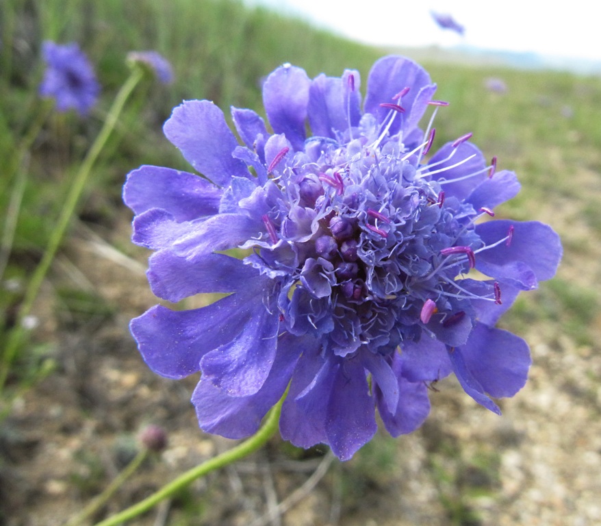 Image of Scabiosa comosa specimen.