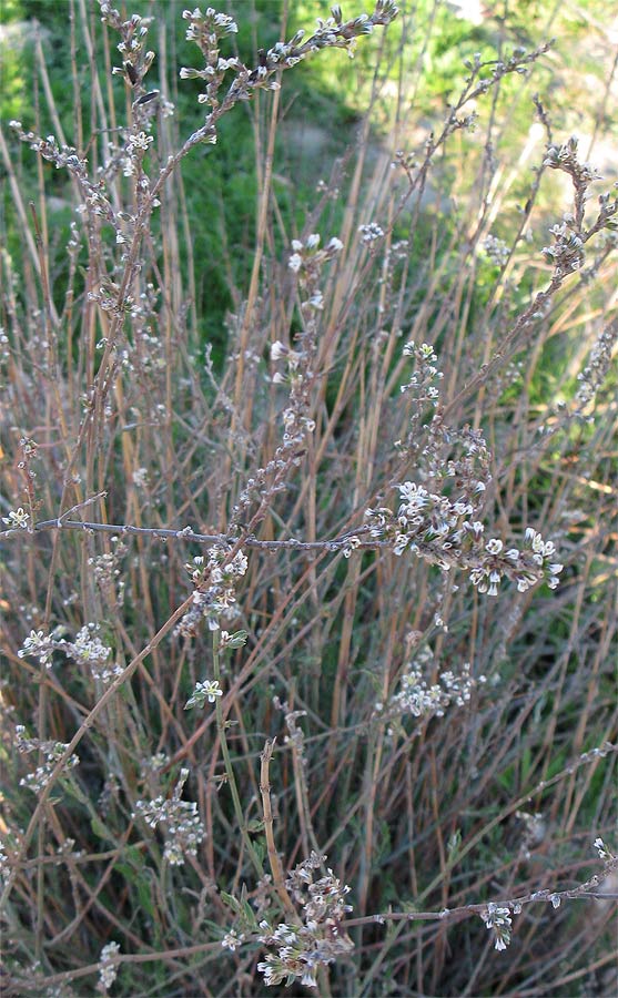 Image of Polygonum equisetiforme specimen.