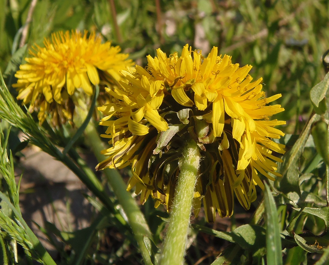 Изображение особи род Taraxacum.