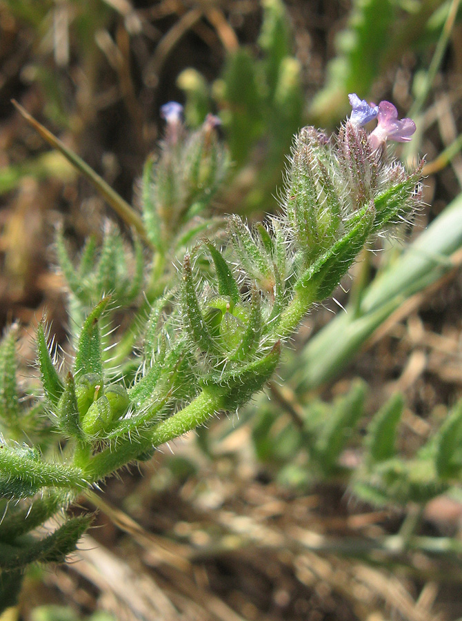 Image of genus Lycopsis specimen.