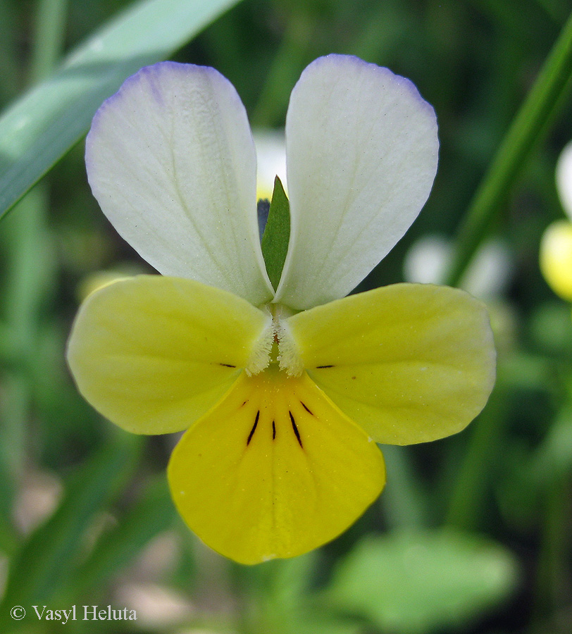 Image of Viola tricolor specimen.