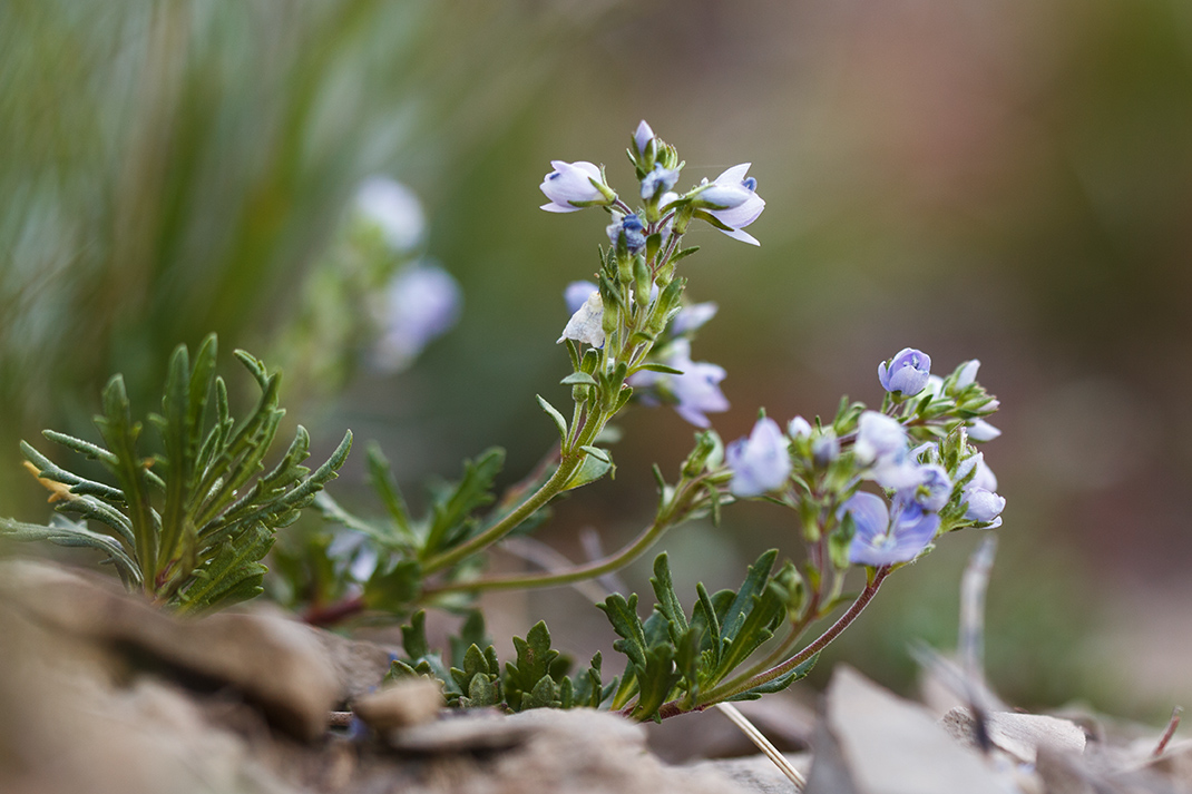 Image of Veronica taurica specimen.