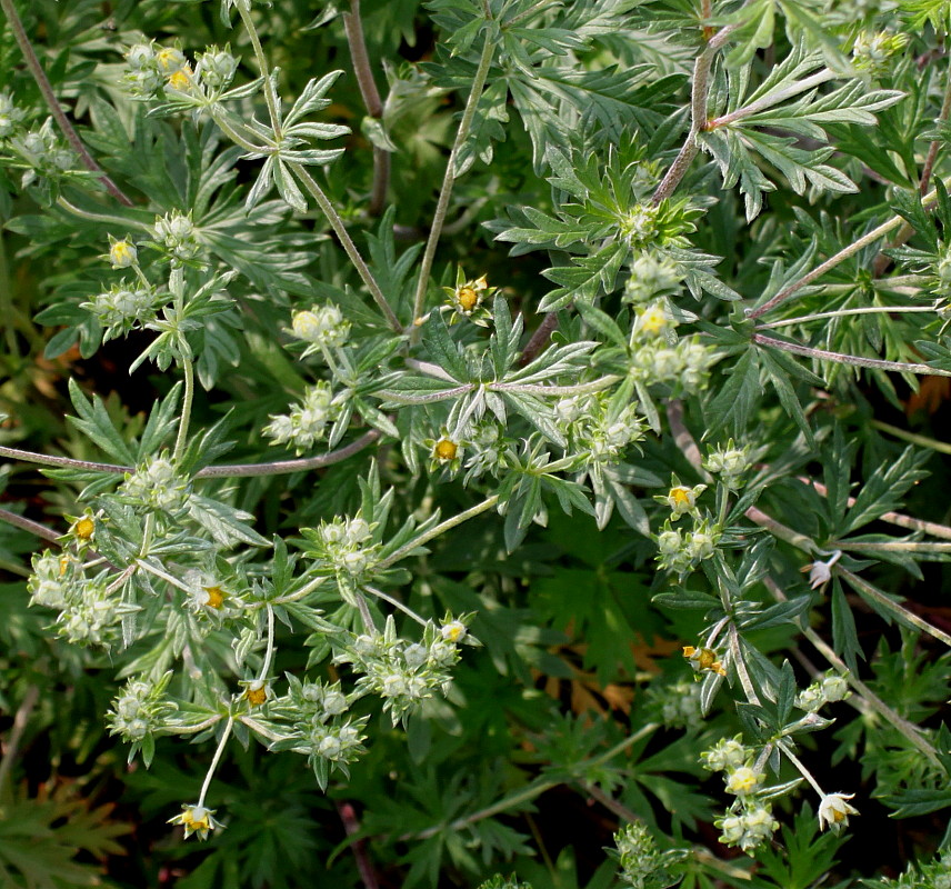 Image of genus Potentilla specimen.