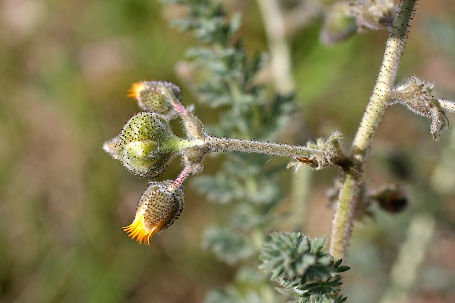 Image of Biebersteinia multifida specimen.