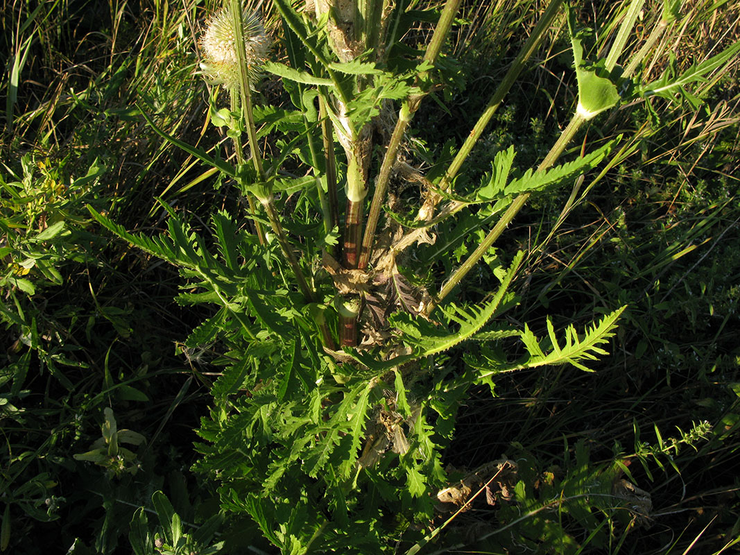 Изображение особи Dipsacus laciniatus.