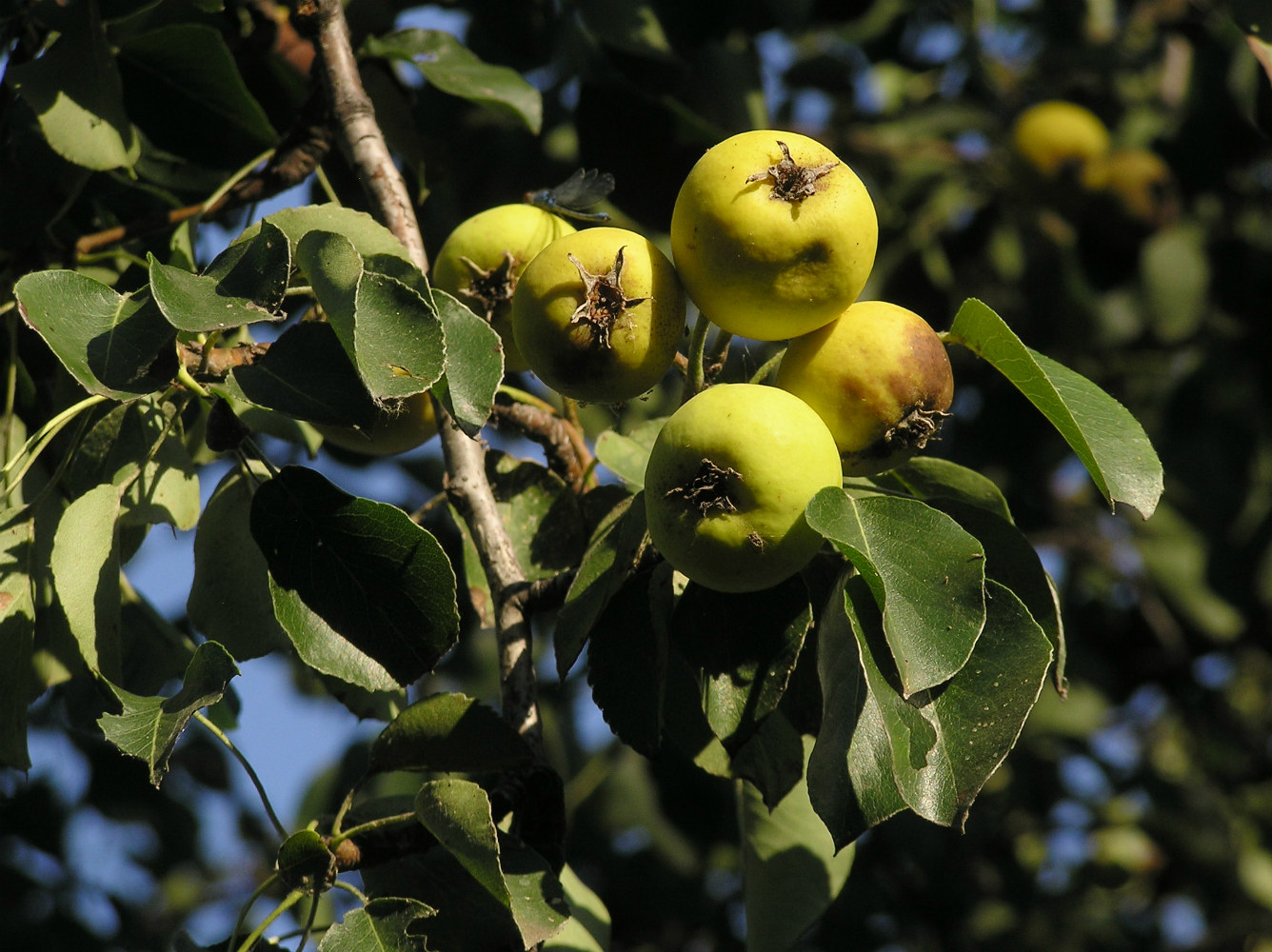 Изображение особи Pyrus pyraster.