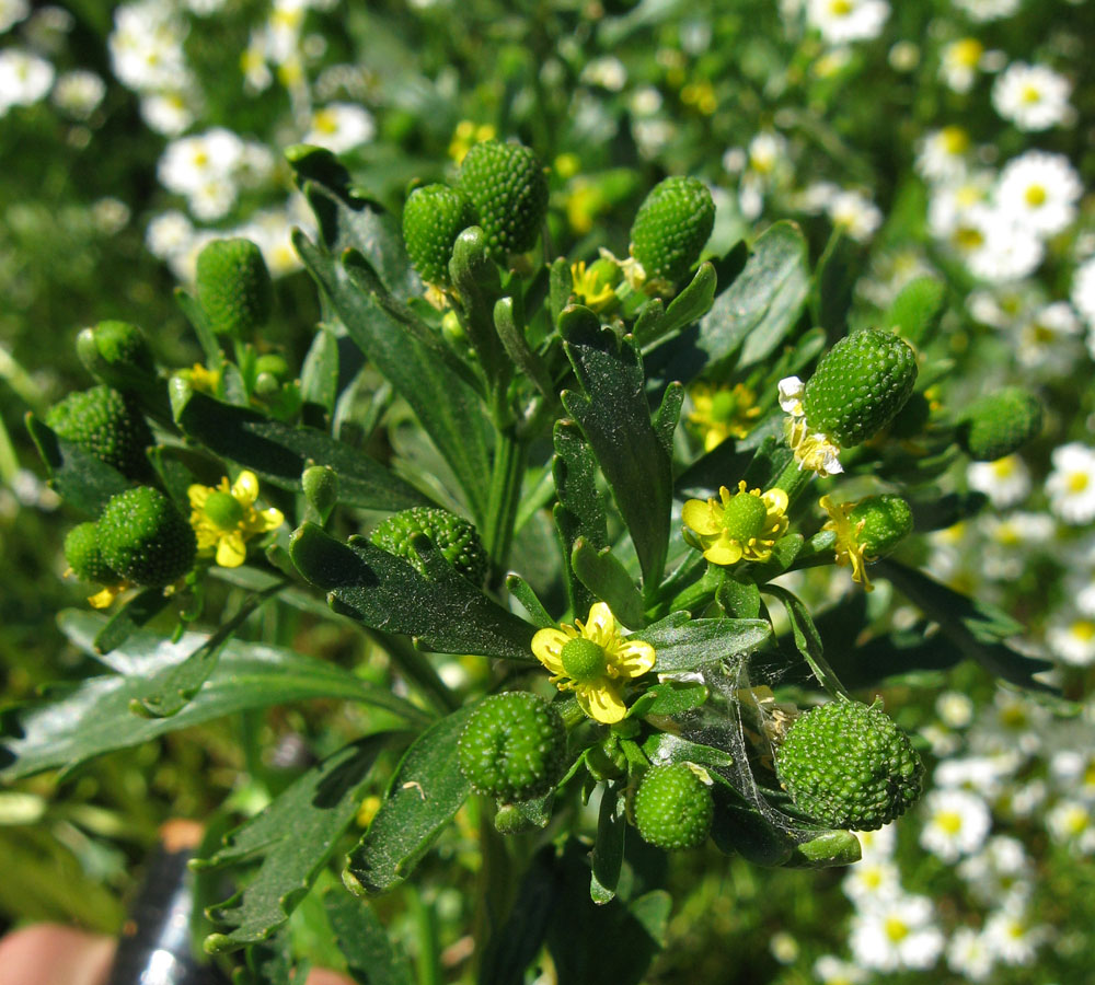 Image of Ranunculus sceleratus specimen.