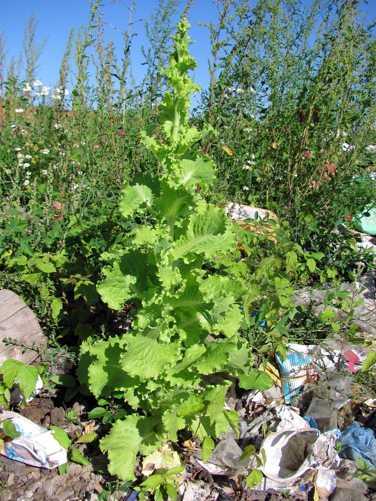 Image of Lactuca sativa specimen.